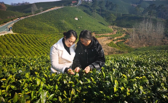环球速读：信阳市平桥区气象局开展冬季茶树生长状况调查